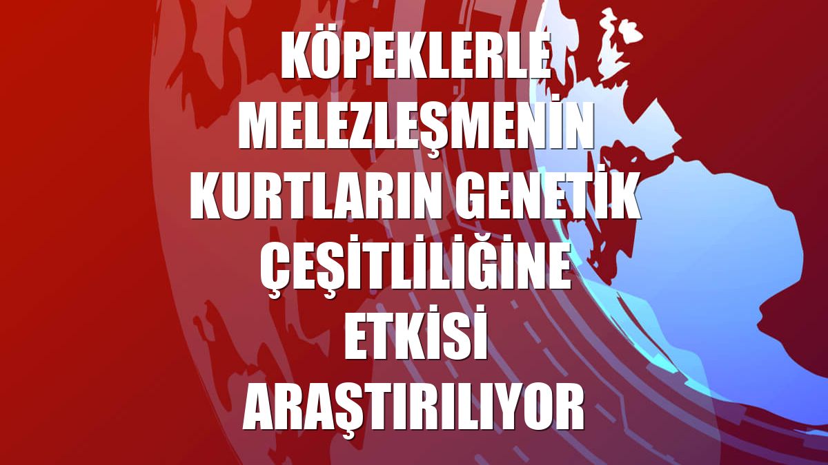 Köpeklerle melezleşmenin kurtların genetik çeşitliliğine etkisi araştırılıyor