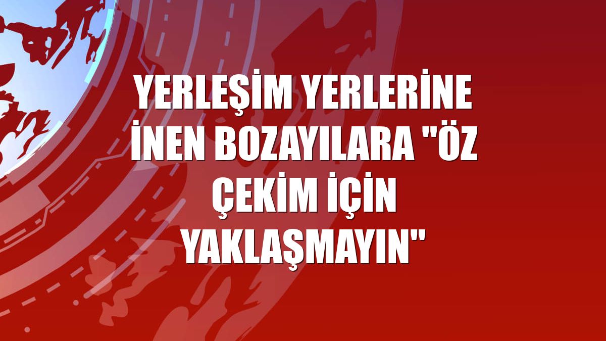 Yerleşim yerlerine inen bozayılara "öz çekim için yaklaşmayın"