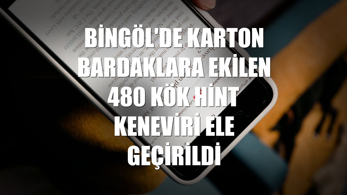Bingöl'de karton bardaklara ekilen 480 kök Hint keneviri ele geçirildi