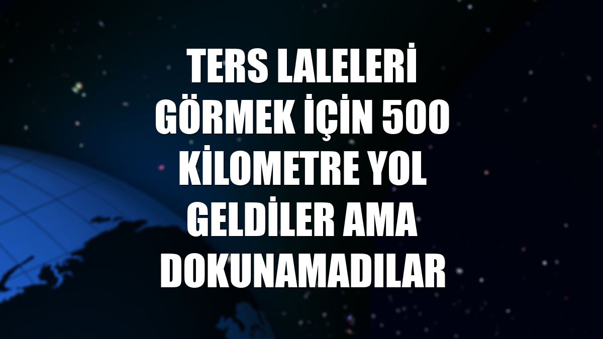 Ters laleleri görmek için 500 kilometre yol geldiler ama dokunamadılar