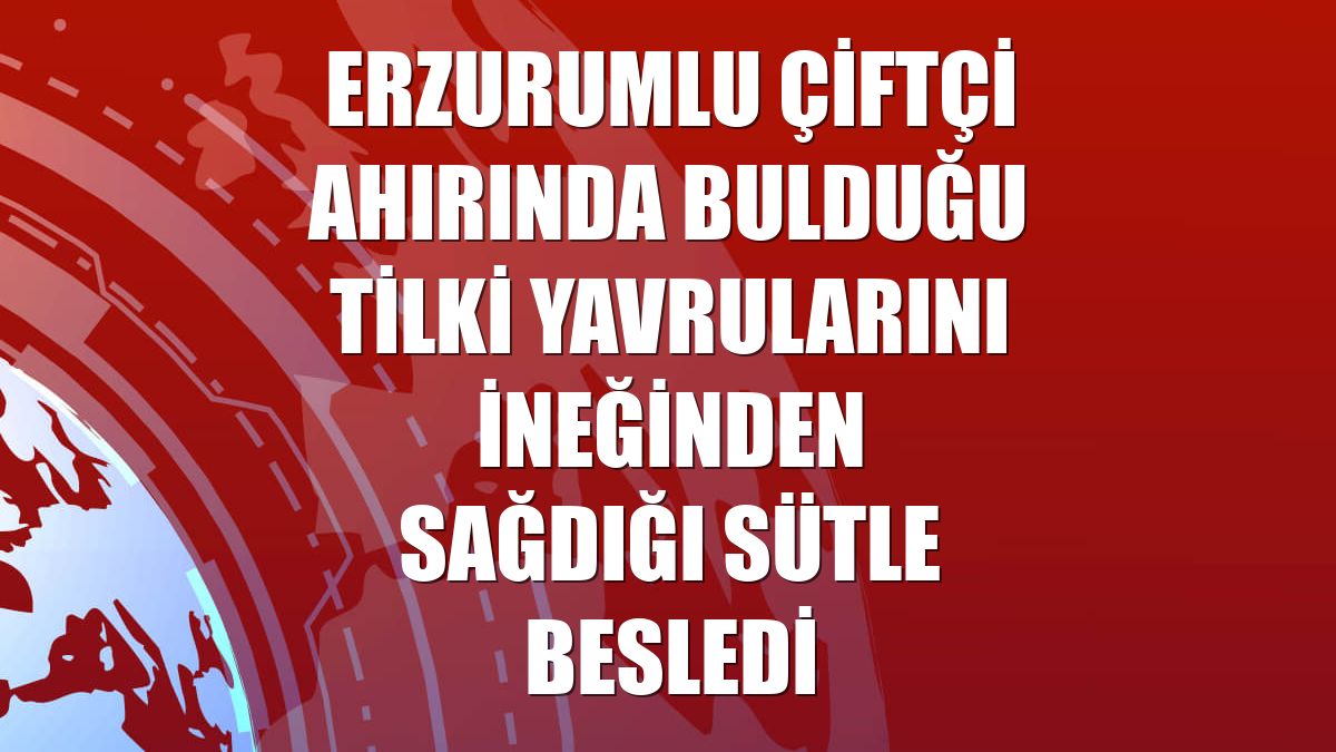 Erzurumlu çiftçi ahırında bulduğu tilki yavrularını ineğinden sağdığı sütle besledi