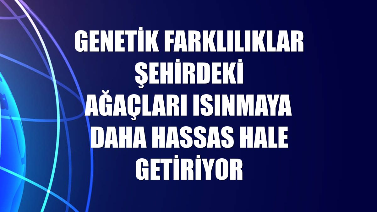 Genetik farklılıklar şehirdeki ağaçları ısınmaya daha hassas hale getiriyor