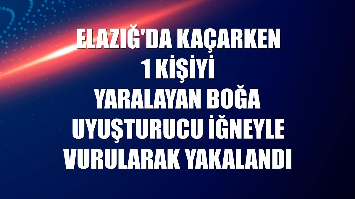 Elazığ'da kaçarken 1 kişiyi yaralayan boğa uyuşturucu iğneyle vurularak yakalandı