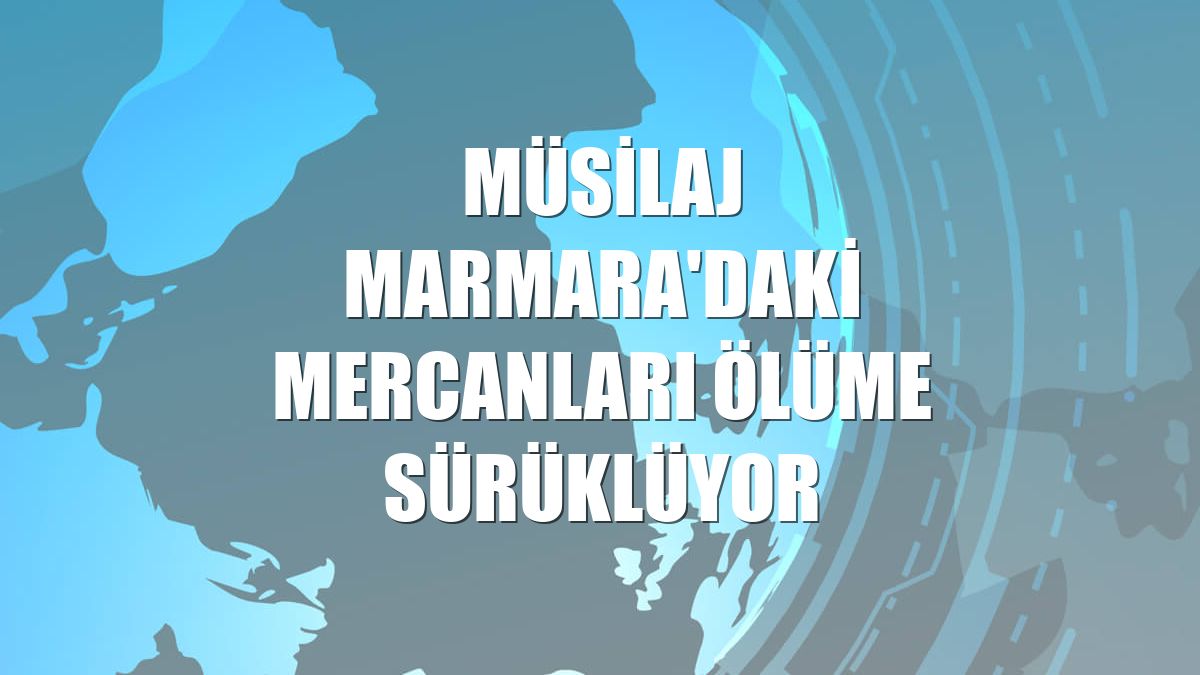 Müsilaj Marmara'daki mercanları ölüme sürüklüyor