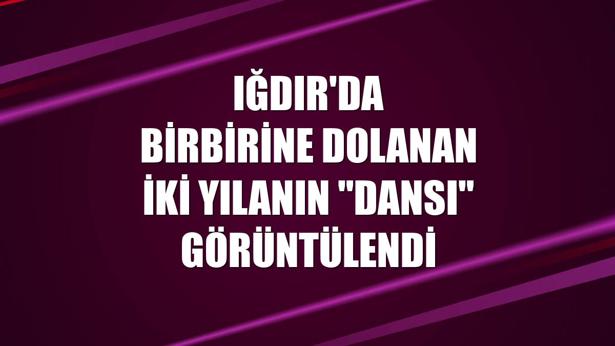 Iğdır'da birbirine dolanan iki yılanın "dansı" görüntülendi