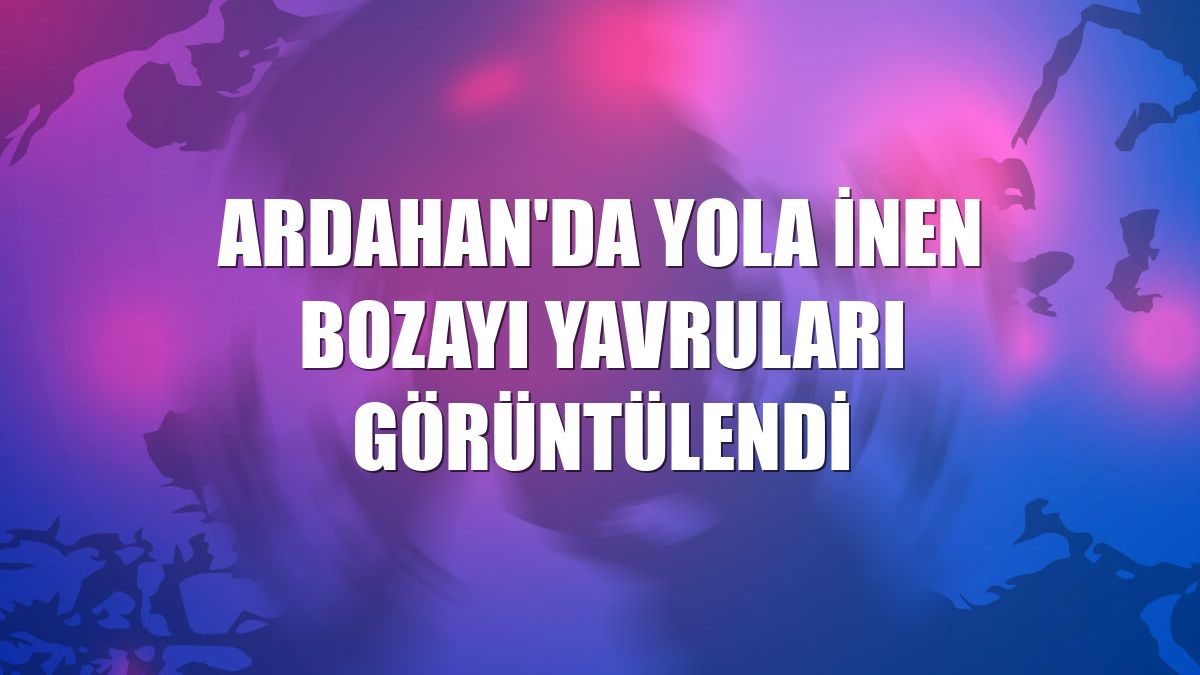 Ardahan'da yola inen bozayı yavruları görüntülendi