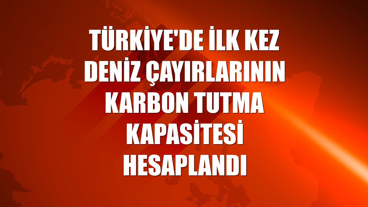 Türkiye'de ilk kez deniz çayırlarının karbon tutma kapasitesi hesaplandı