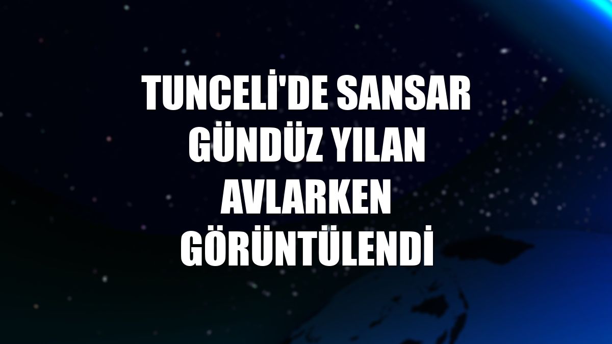 Tunceli'de sansar gündüz yılan avlarken görüntülendi