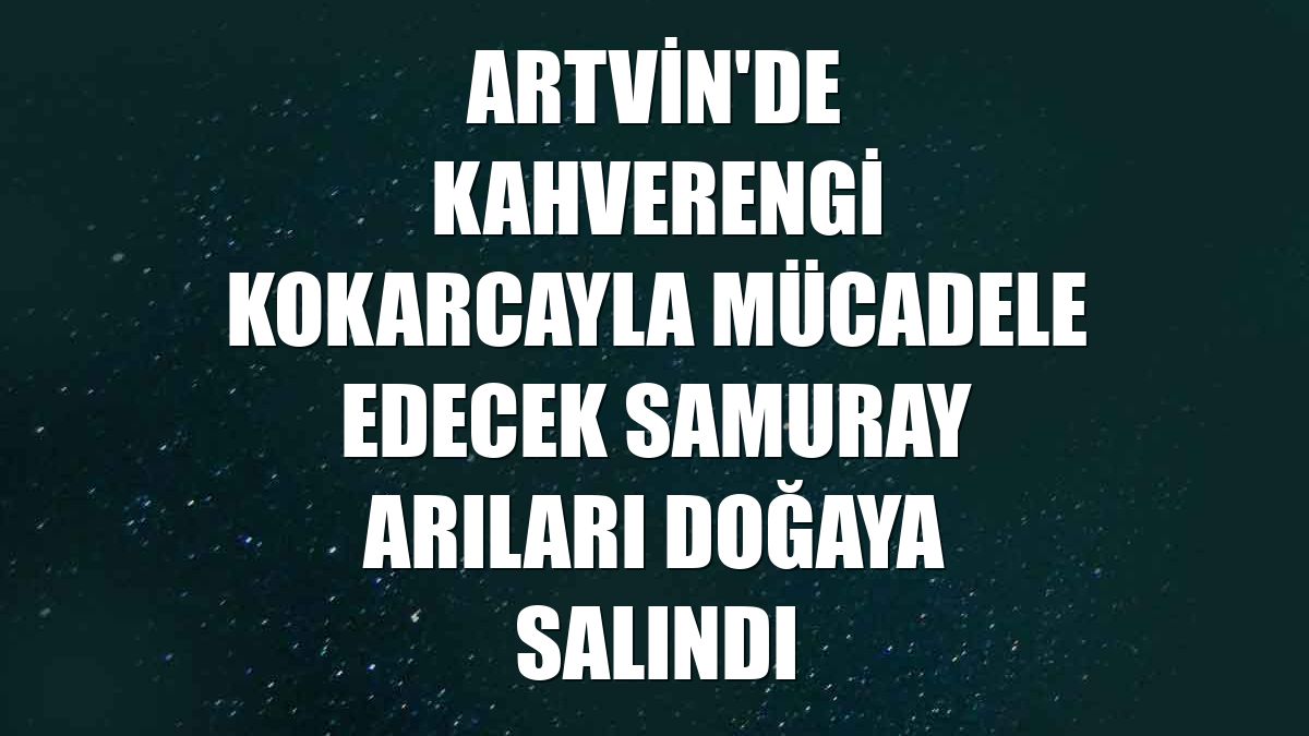 Artvin'de kahverengi kokarcayla mücadele edecek samuray arıları doğaya salındı