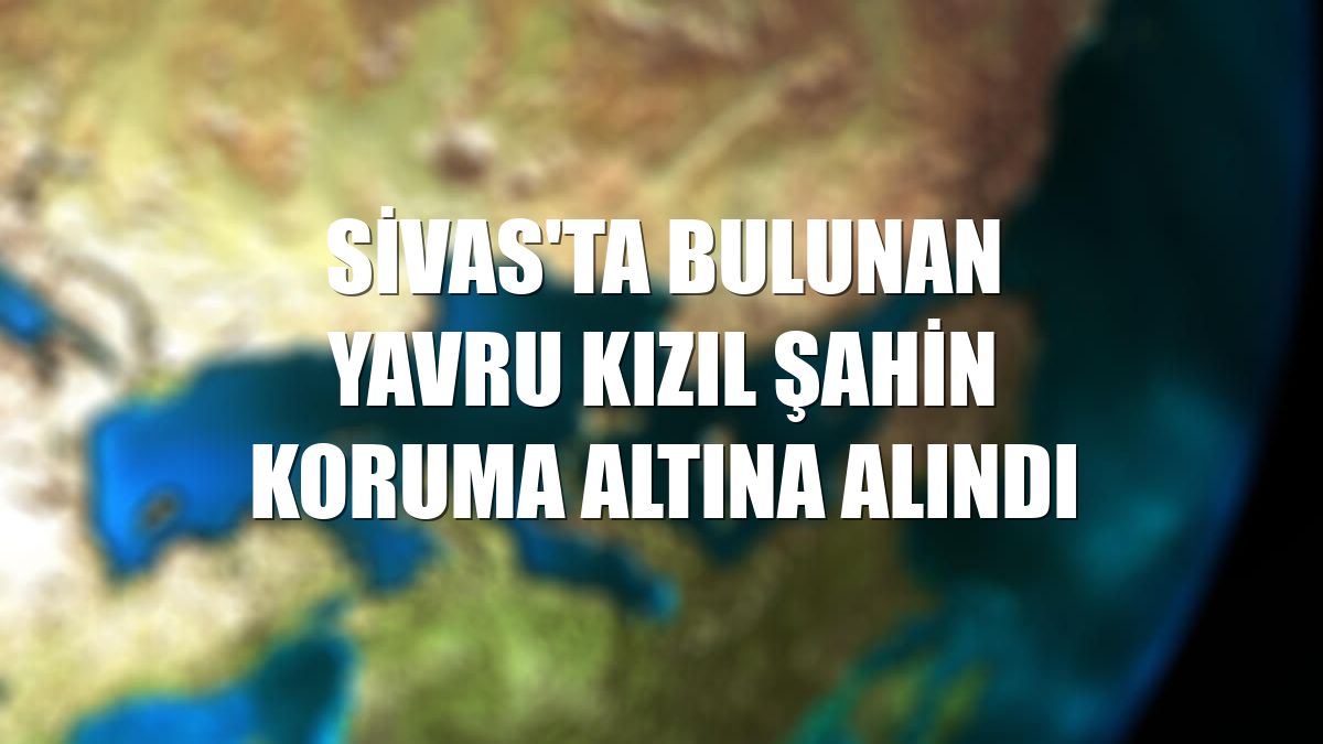 Sivas'ta bulunan yavru kızıl şahin koruma altına alındı