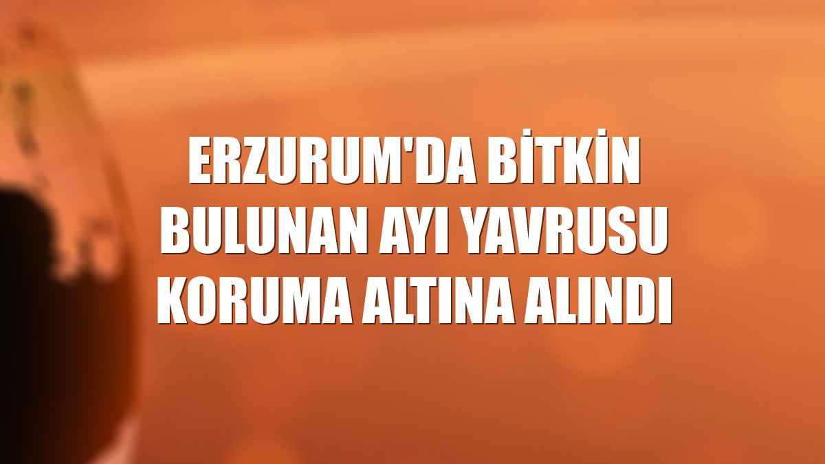 Erzurum'da bitkin bulunan ayı yavrusu koruma altına alındı