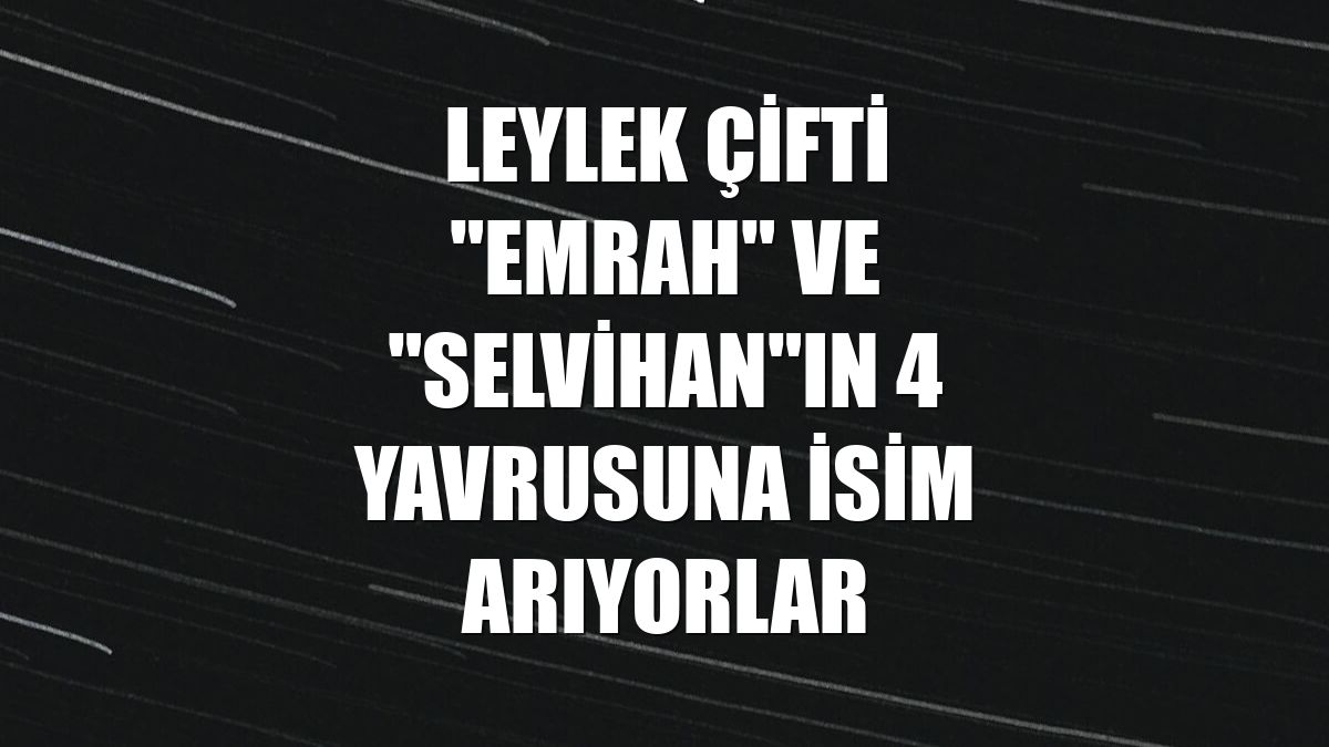 Leylek çifti "Emrah" ve "Selvihan"ın 4 yavrusuna isim arıyorlar