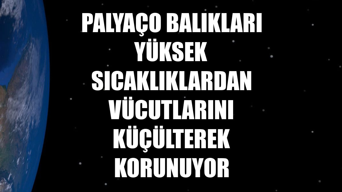 Palyaço balıkları yüksek sıcaklıklardan vücutlarını küçülterek korunuyor