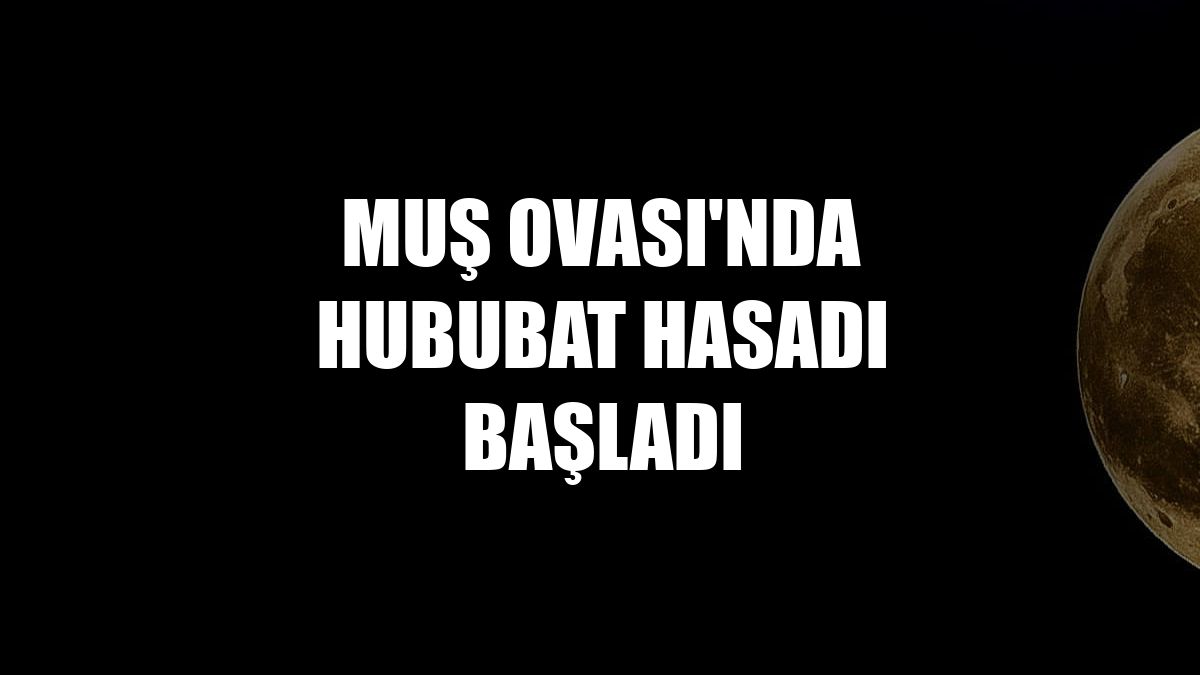 Muş Ovası'nda hububat hasadı başladı
