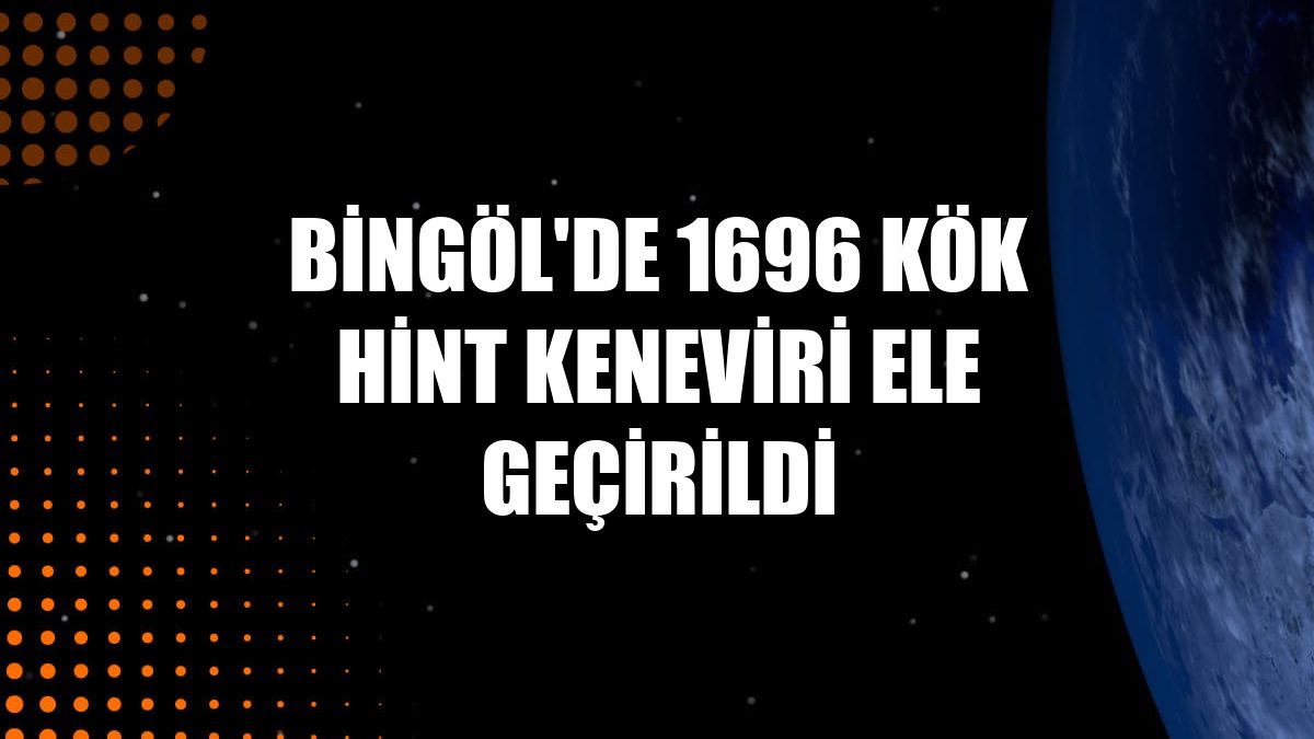Bingöl'de 1696 kök Hint keneviri ele geçirildi