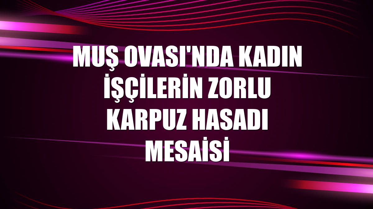 Muş Ovası'nda kadın işçilerin zorlu karpuz hasadı mesaisi