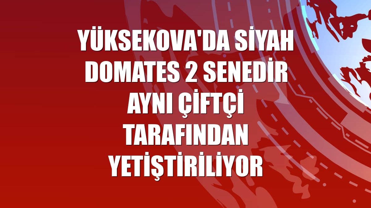 Yüksekova'da siyah domates 2 senedir aynı çiftçi tarafından yetiştiriliyor