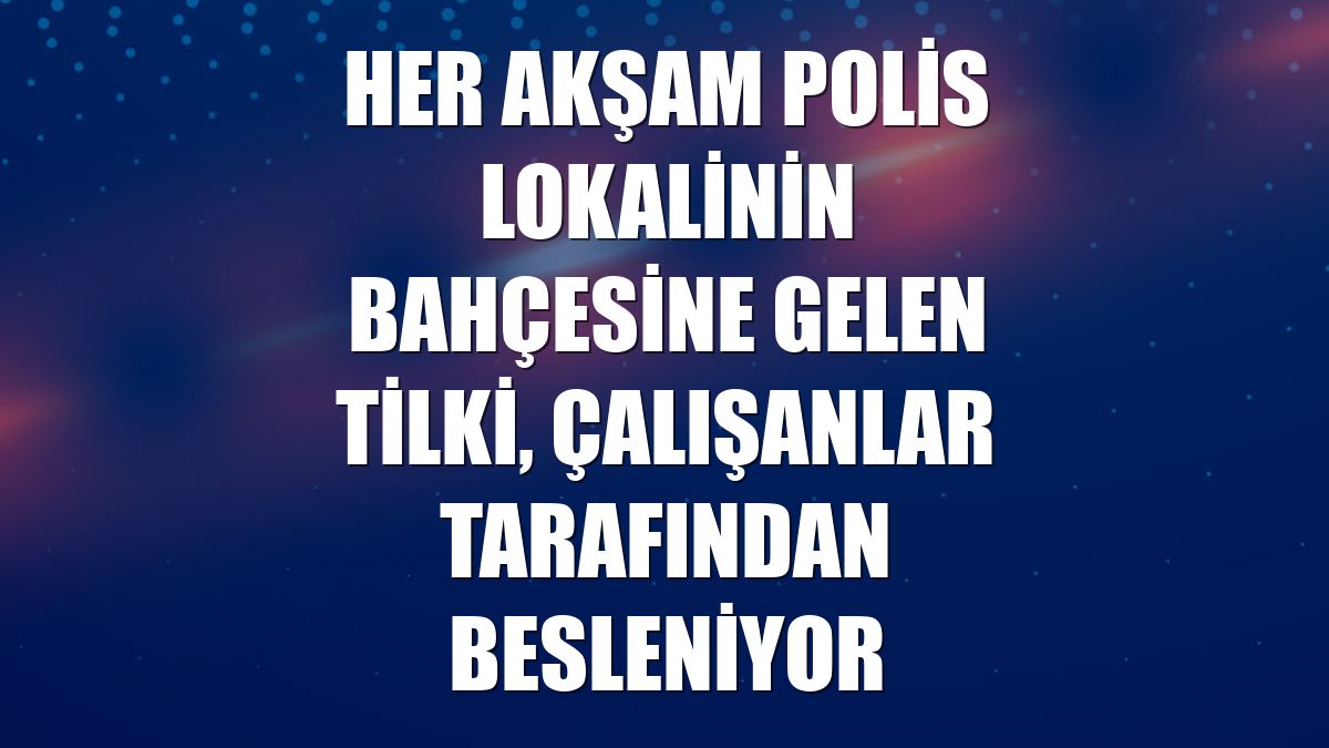 Her akşam polis lokalinin bahçesine gelen tilki, çalışanlar tarafından besleniyor