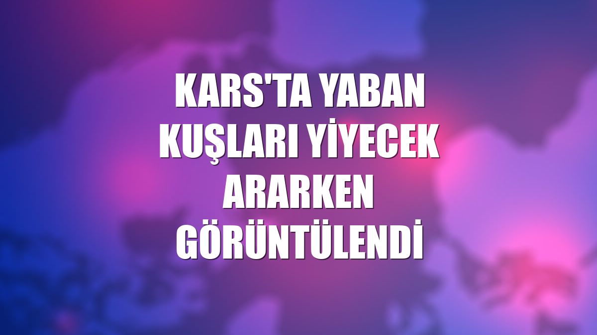 Kars'ta yaban kuşları yiyecek ararken görüntülendi