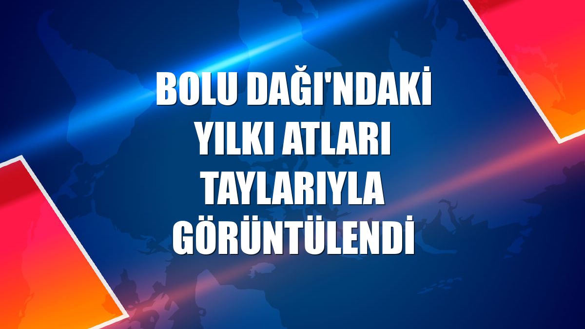 Bolu Dağı'ndaki yılkı atları taylarıyla görüntülendi