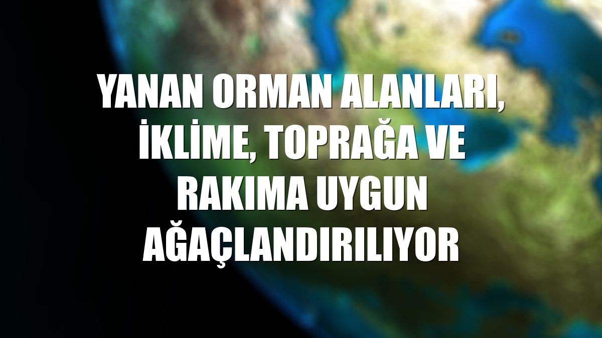Yanan orman alanları, iklime, toprağa ve rakıma uygun ağaçlandırılıyor