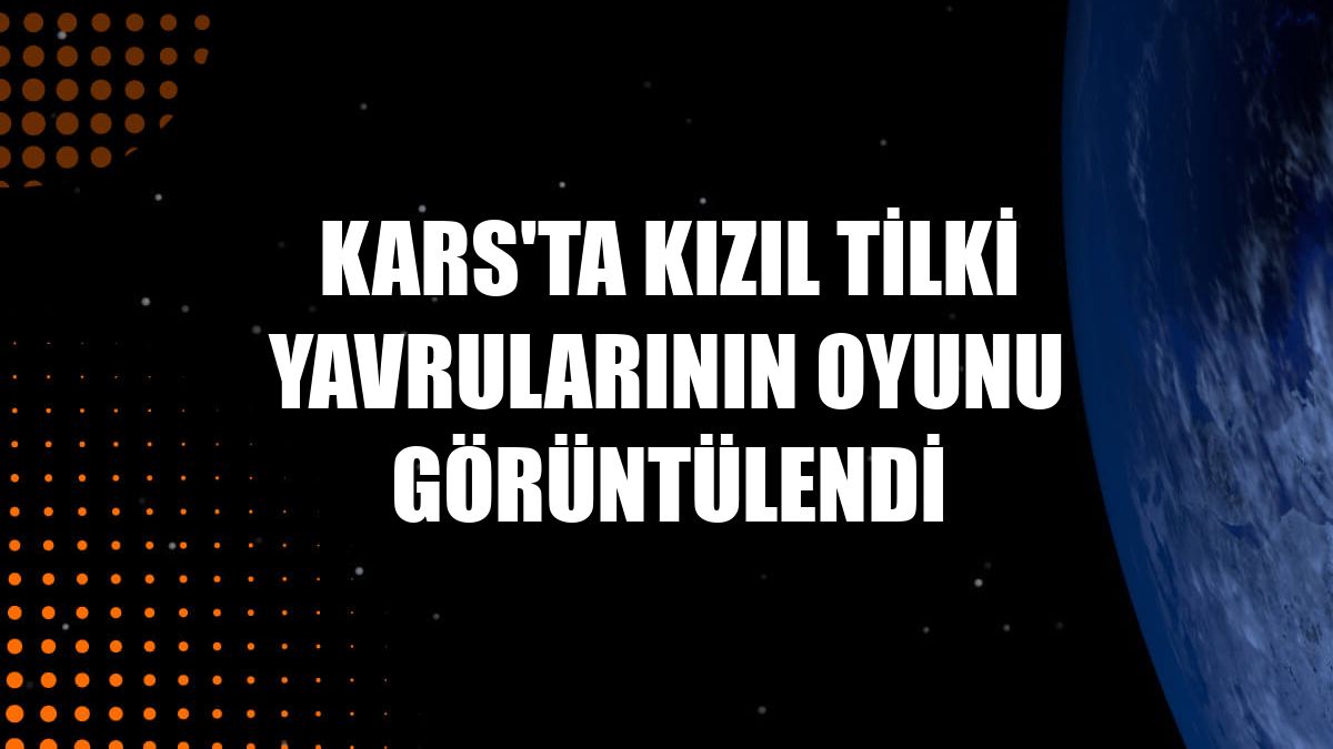Kars'ta kızıl tilki yavrularının oyunu görüntülendi