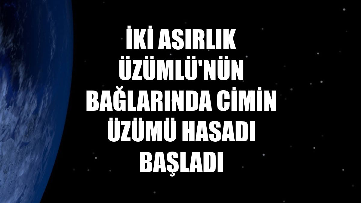 İki asırlık Üzümlü'nün bağlarında Cimin üzümü hasadı başladı