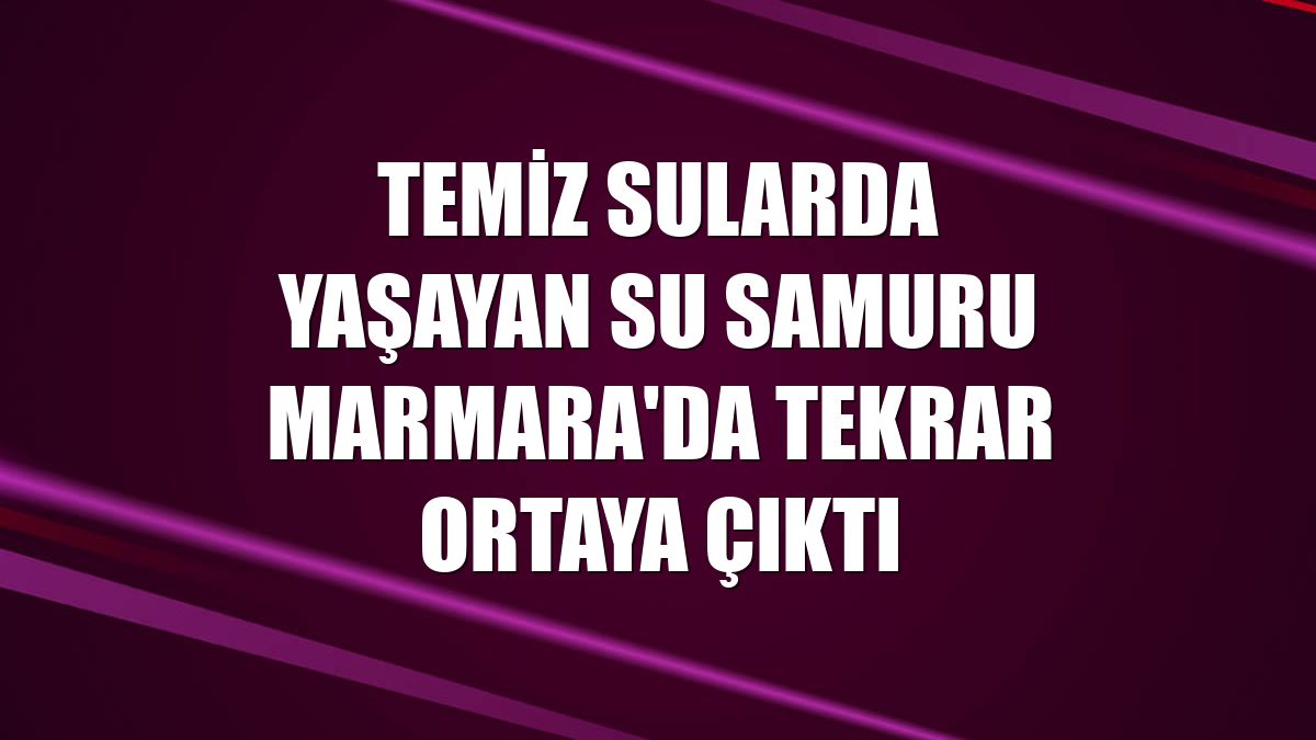 Temiz sularda yaşayan su samuru Marmara'da tekrar ortaya çıktı