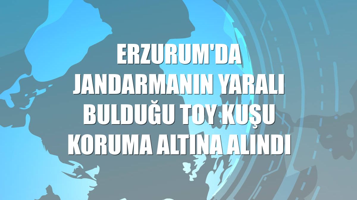 Erzurum'da jandarmanın yaralı bulduğu toy kuşu koruma altına alındı