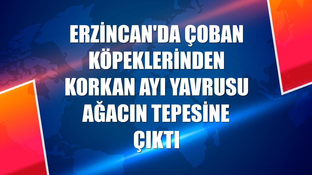 Erzincan'da çoban köpeklerinden korkan ayı yavrusu ağacın tepesine çıktı