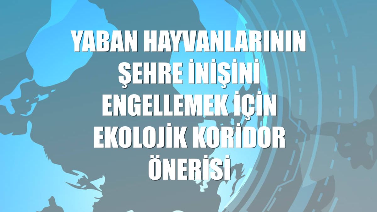 Yaban hayvanlarının şehre inişini engellemek için ekolojik koridor önerisi