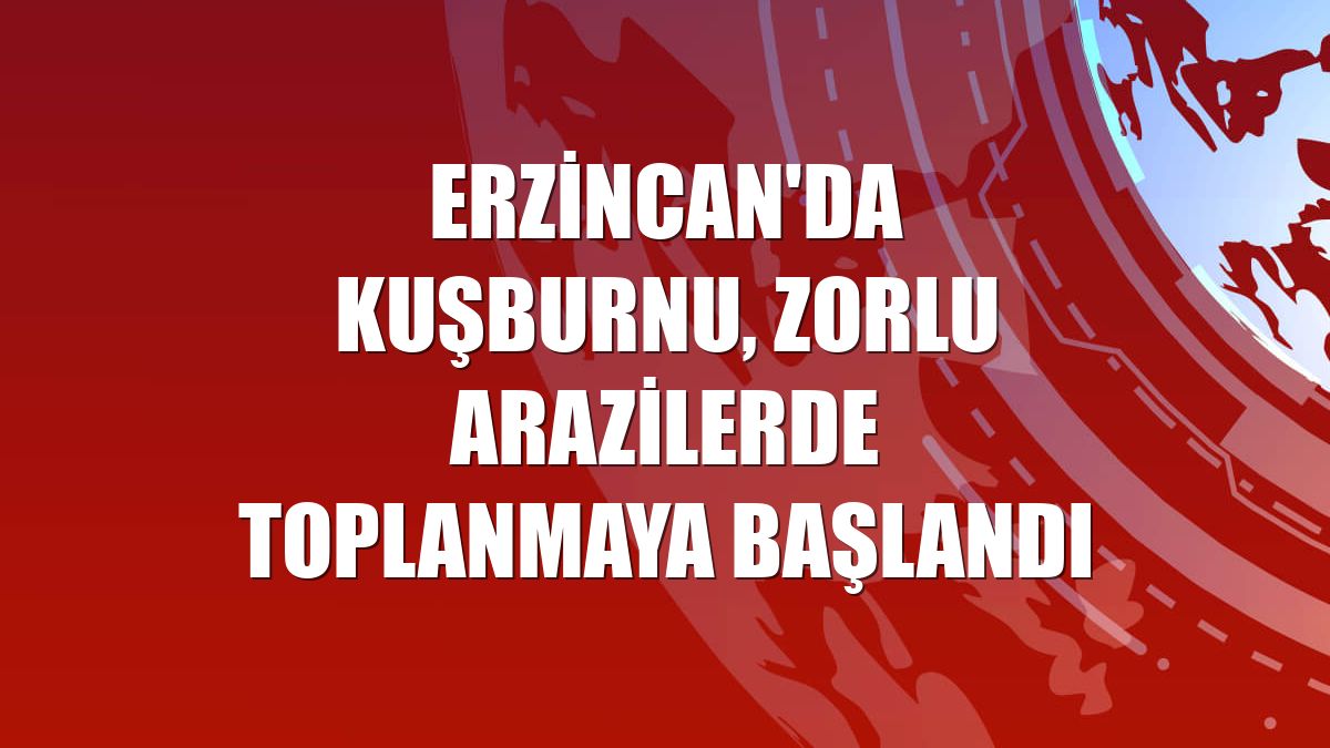 Erzincan'da kuşburnu, zorlu arazilerde toplanmaya başlandı