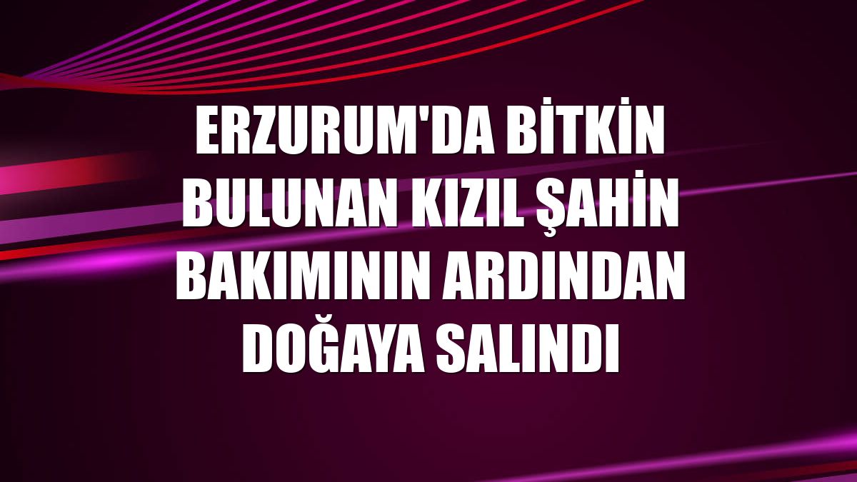 Erzurum'da bitkin bulunan kızıl şahin bakımının ardından doğaya salındı