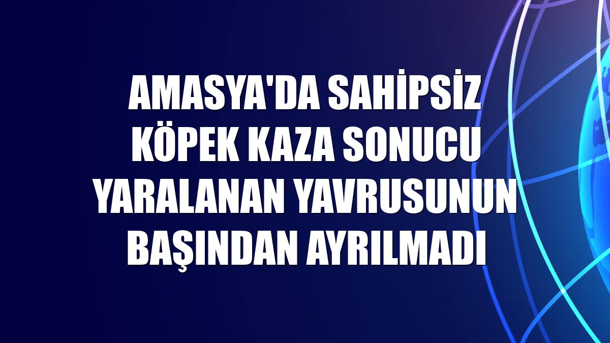 Amasya'da sahipsiz köpek kaza sonucu yaralanan yavrusunun başından ayrılmadı