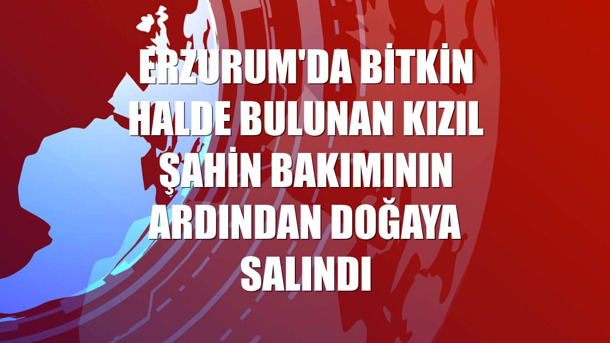 Erzurum'da bitkin halde bulunan kızıl şahin bakımının ardından doğaya salındı