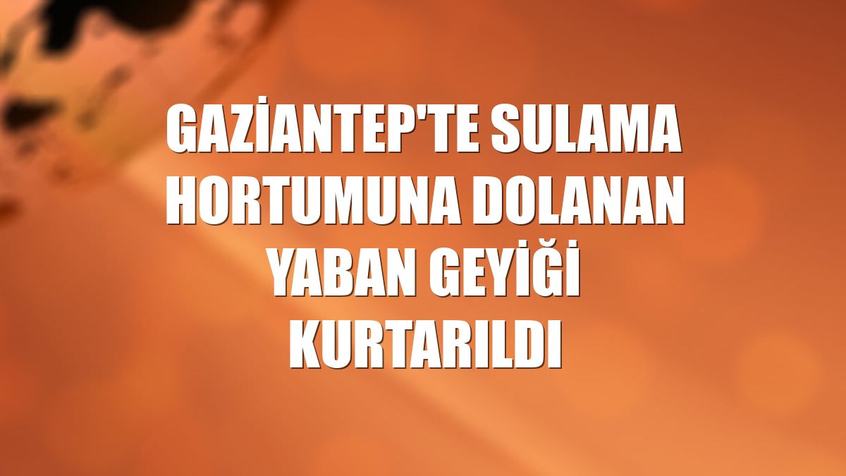 Gaziantep'te sulama hortumuna dolanan yaban geyiği kurtarıldı