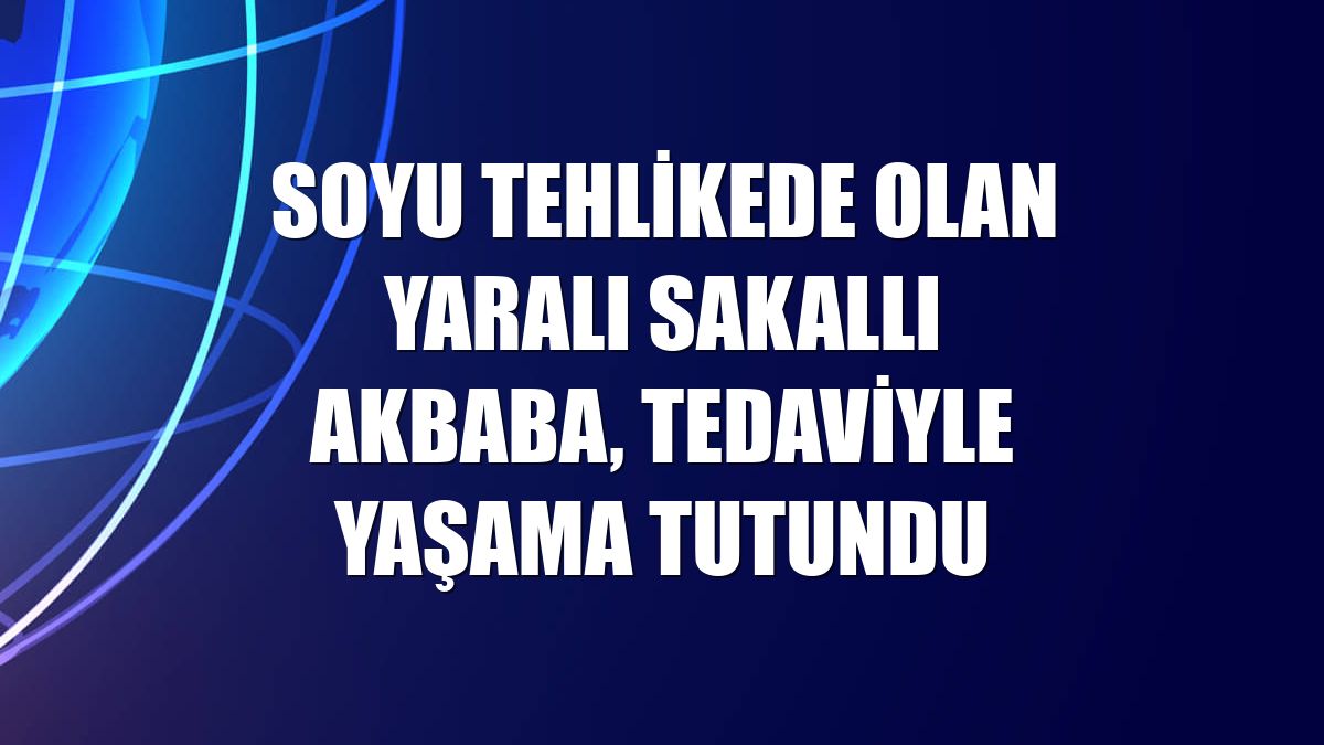 Soyu tehlikede olan yaralı sakallı akbaba, tedaviyle yaşama tutundu