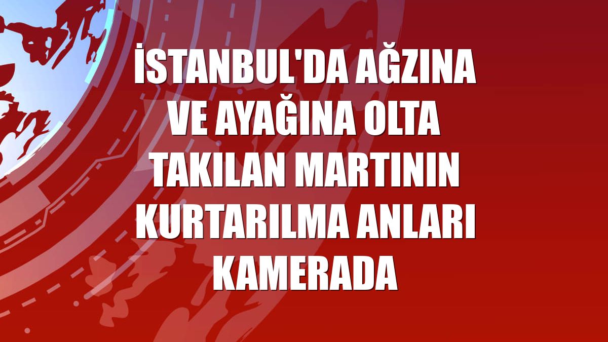 İstanbul'da ağzına ve ayağına olta takılan martının kurtarılma anları kamerada