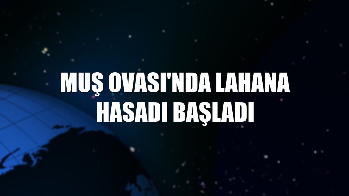 Muş Ovası'nda lahana hasadı başladı