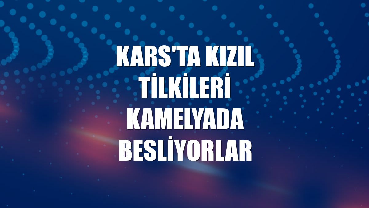 Kars'ta kızıl tilkileri kamelyada besliyorlar