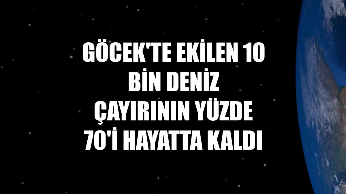 Göcek'te ekilen 10 bin deniz çayırının yüzde 70'i hayatta kaldı