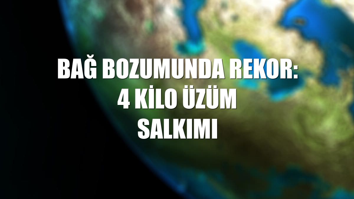 Bağ bozumunda rekor: 4 kilo üzüm salkımı