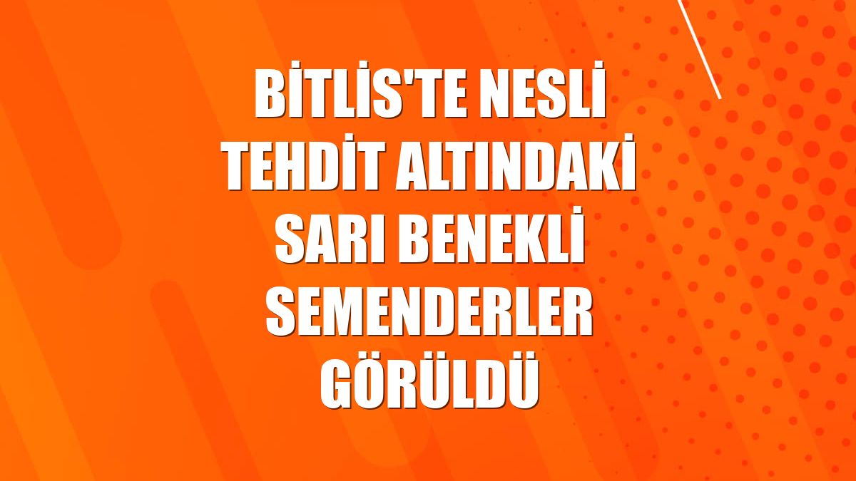 Bitlis'te nesli tehdit altındaki sarı benekli semenderler görüldü