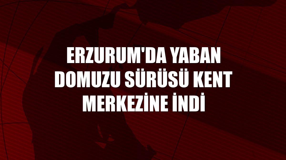 Erzurum'da yaban domuzu sürüsü kent merkezine indi