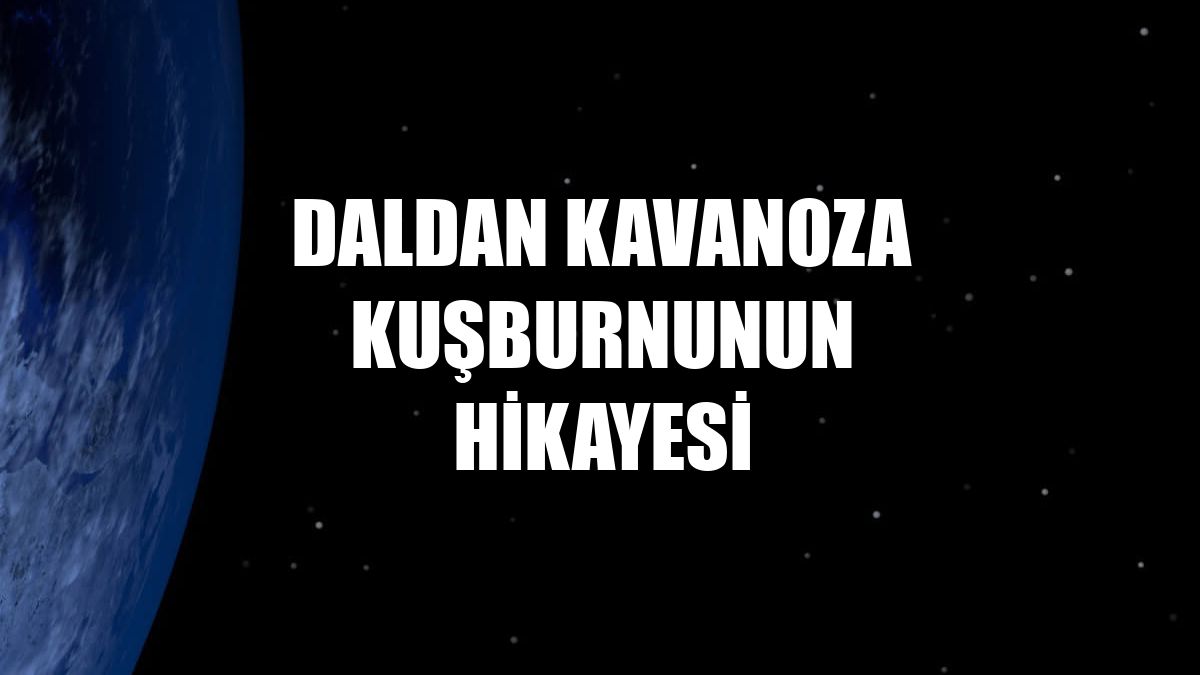 Daldan kavanoza kuşburnunun hikayesi