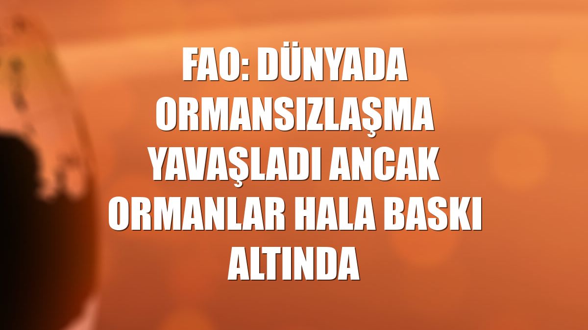 FAO: Dünyada ormansızlaşma yavaşladı ancak ormanlar hala baskı altında