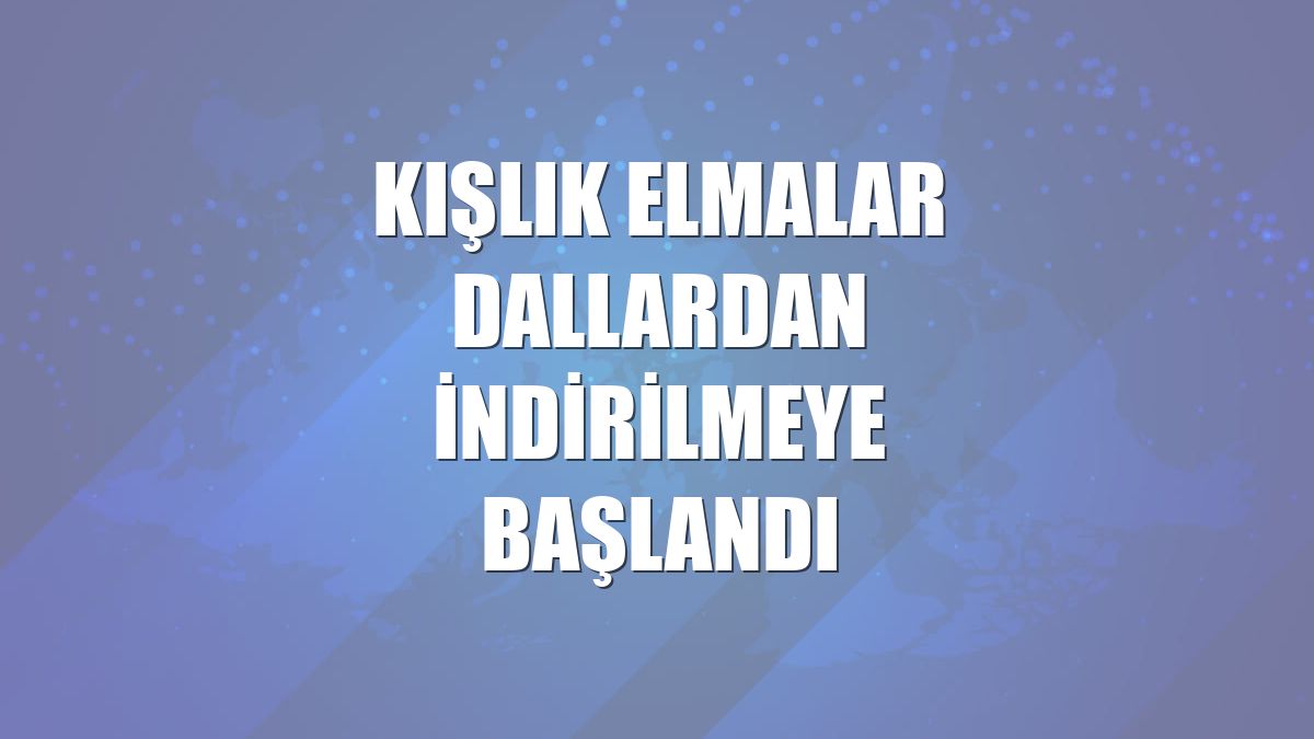 Kışlık elmalar dallardan indirilmeye başlandı