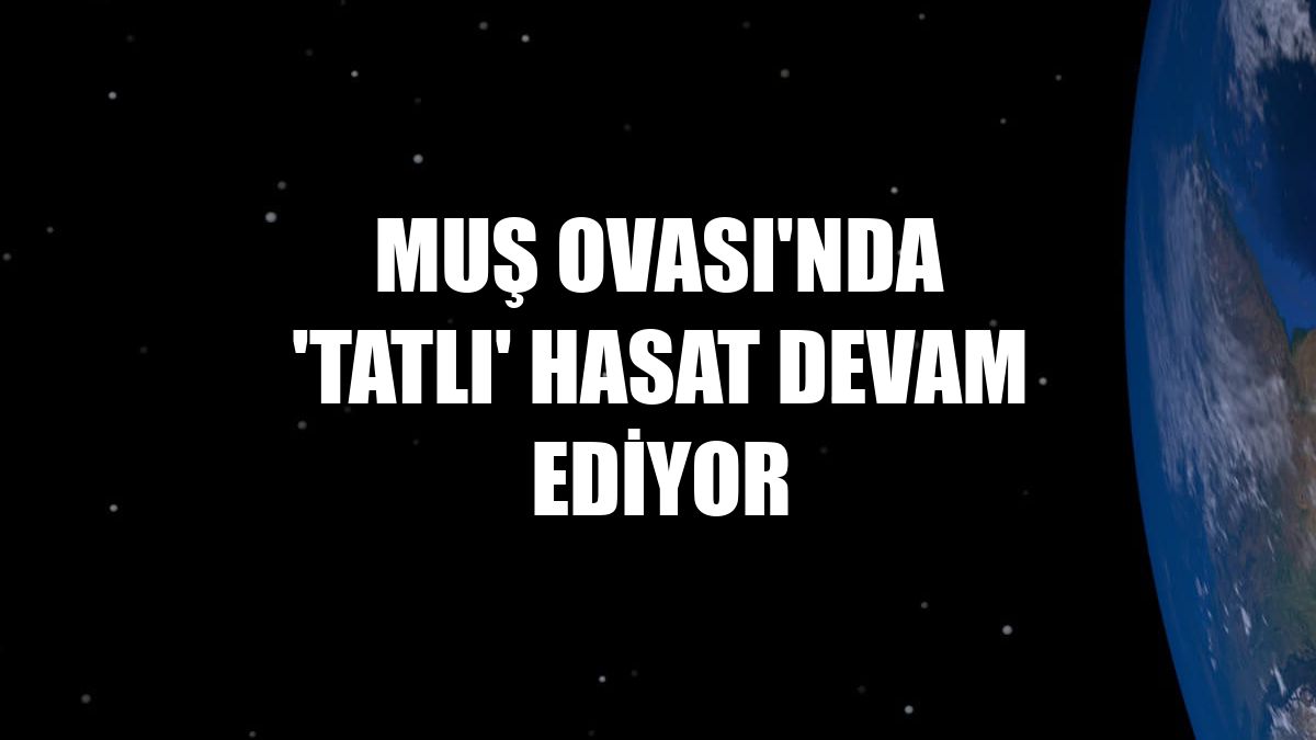 Muş Ovası'nda 'tatlı' hasat devam ediyor