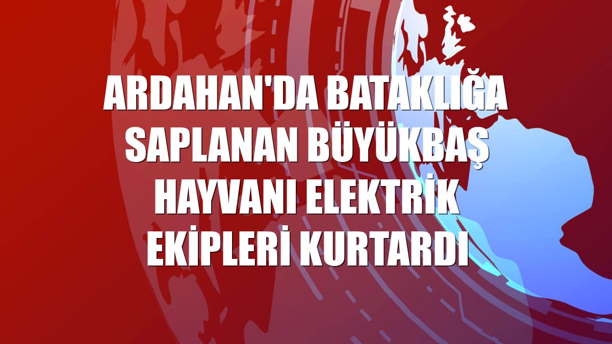 Ardahan'da bataklığa saplanan büyükbaş hayvanı elektrik ekipleri kurtardı