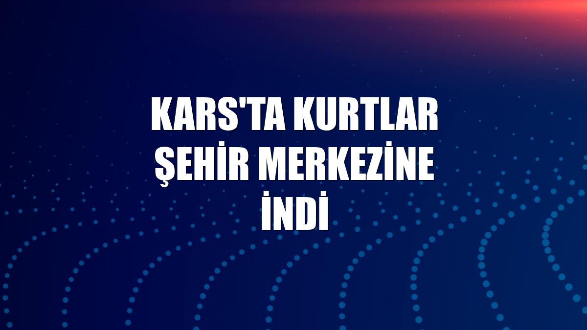 Kars'ta kurtlar şehir merkezine indi